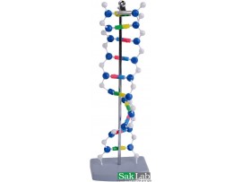 דגם DNA לתלמיד